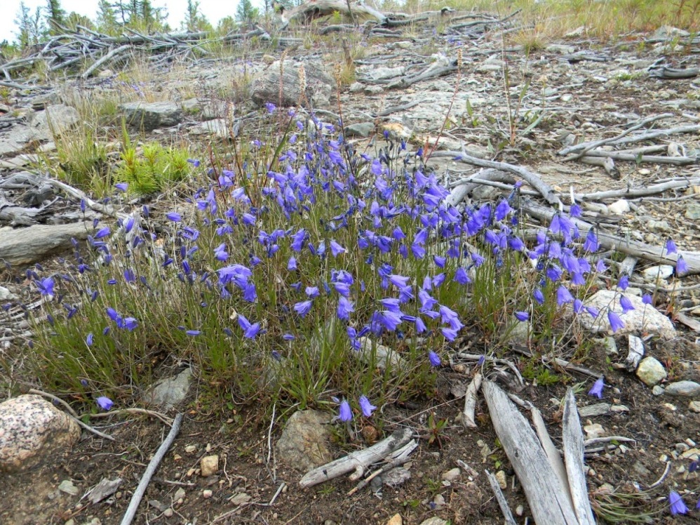 Изображение особи Campanula rotundifolia.