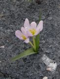 Image of taxon representative. Author is Сергей Банкетов