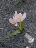 Colchicum szovitsii