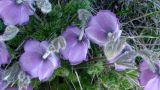 Pulsatilla violacea