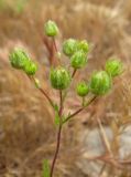 Potentilla