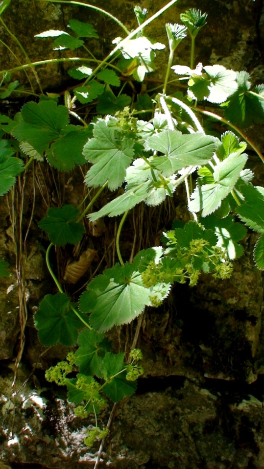 Изображение особи род Alchemilla.