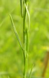 Linaria vulgaris