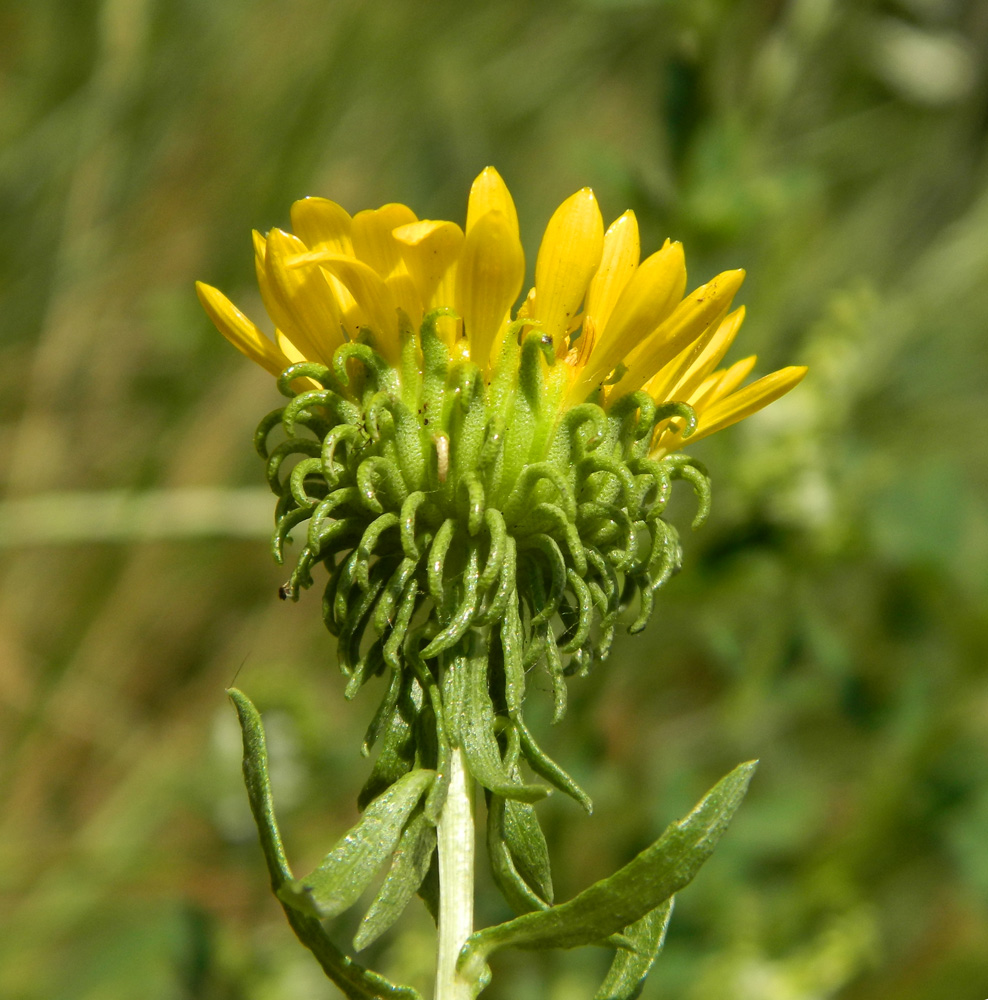 Image of Grindelia squarrosa specimen.