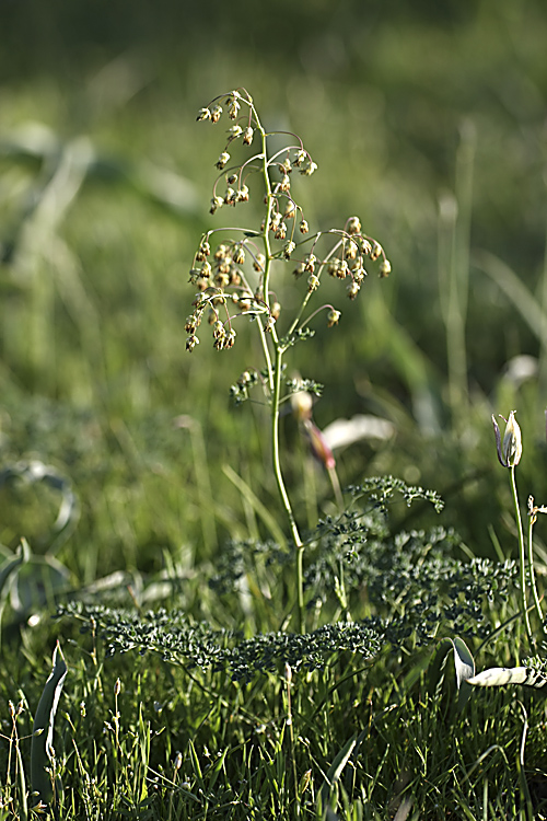 Изображение особи Thalictrum isopyroides.