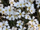 Cerastium arvense