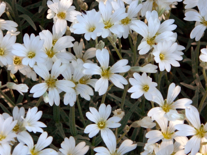 Image of Cerastium arvense specimen.