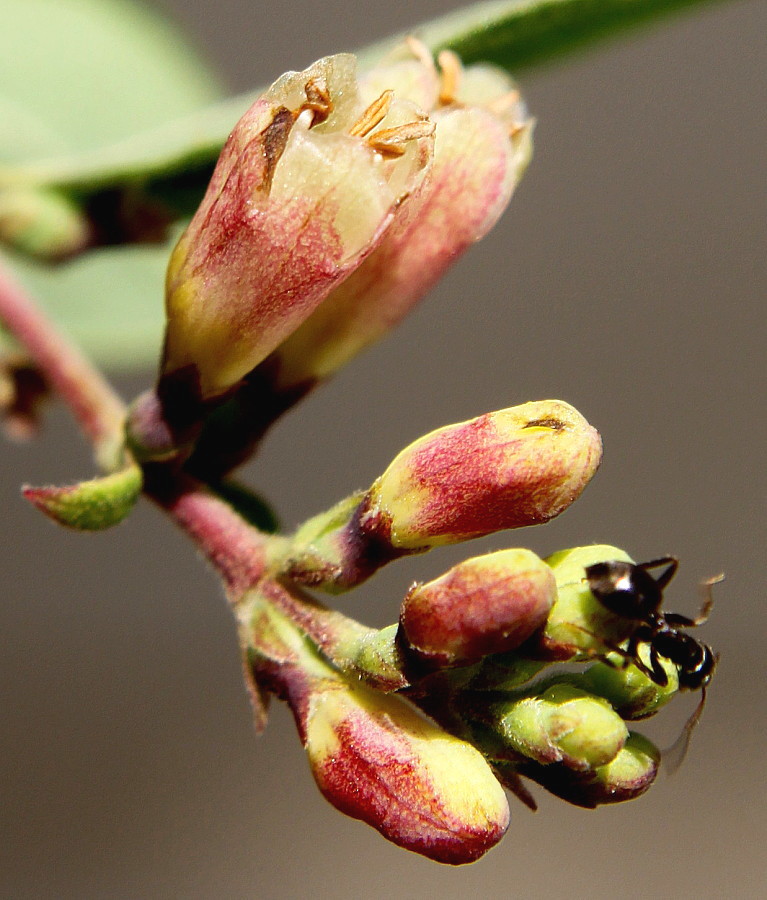 Image of Symphoricarpos × chenaultii specimen.