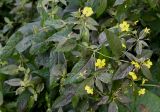 Lysimachia ciliata