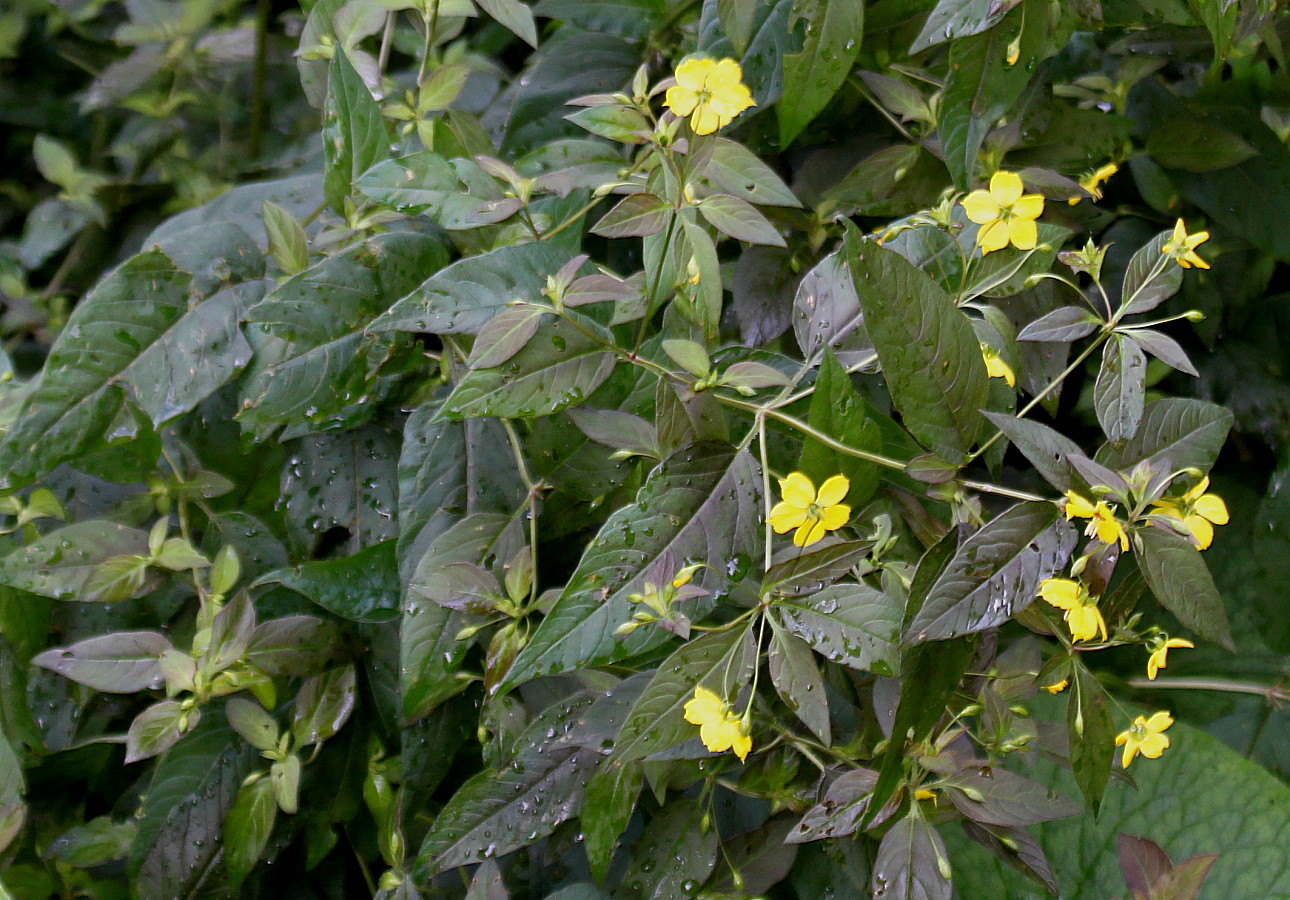 Image of Lysimachia ciliata specimen.