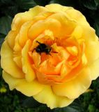 Rosa chinensis. Цветок со шмелем. Москва, территория Кремля, Тайницкий сад. 15.06.2012.