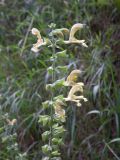 Salvia glutinosa