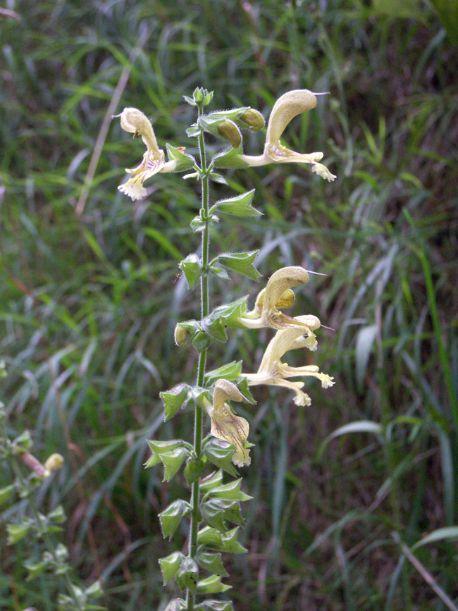 Изображение особи Salvia glutinosa.