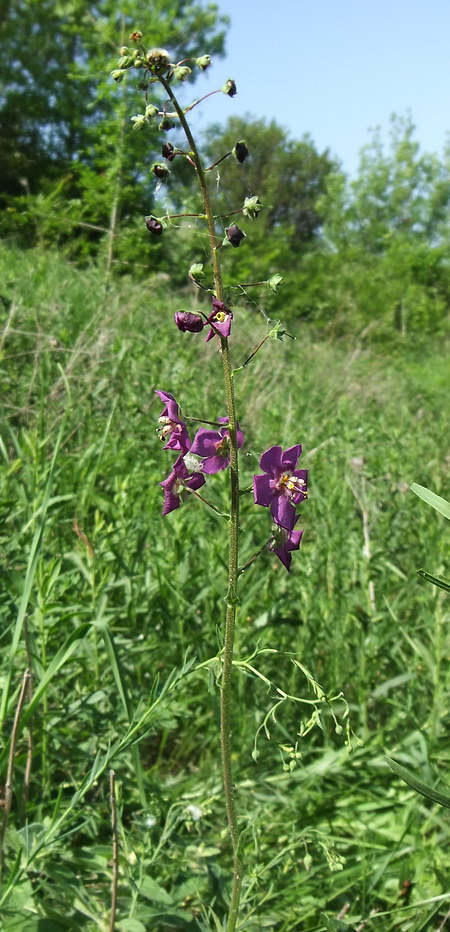Image of Verbascum phoeniceum specimen.