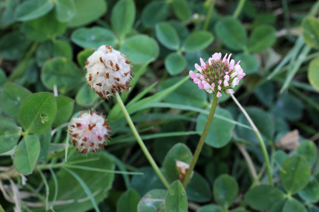 Изображение особи Trifolium fragiferum.
