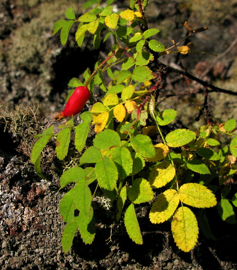 Изображение особи Rosa oxyacantha.