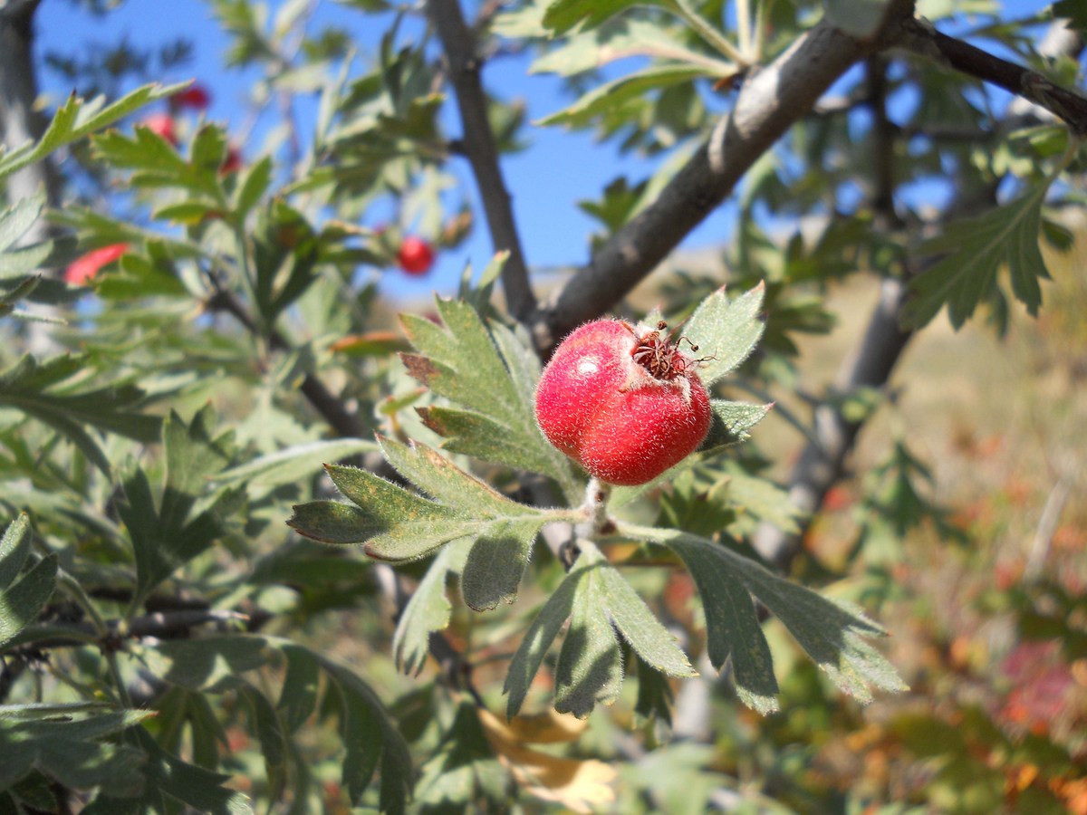 Изображение особи Crataegus orientalis.