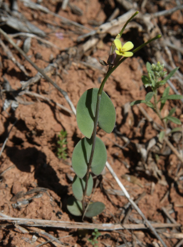 Изображение особи Conringia clavata.