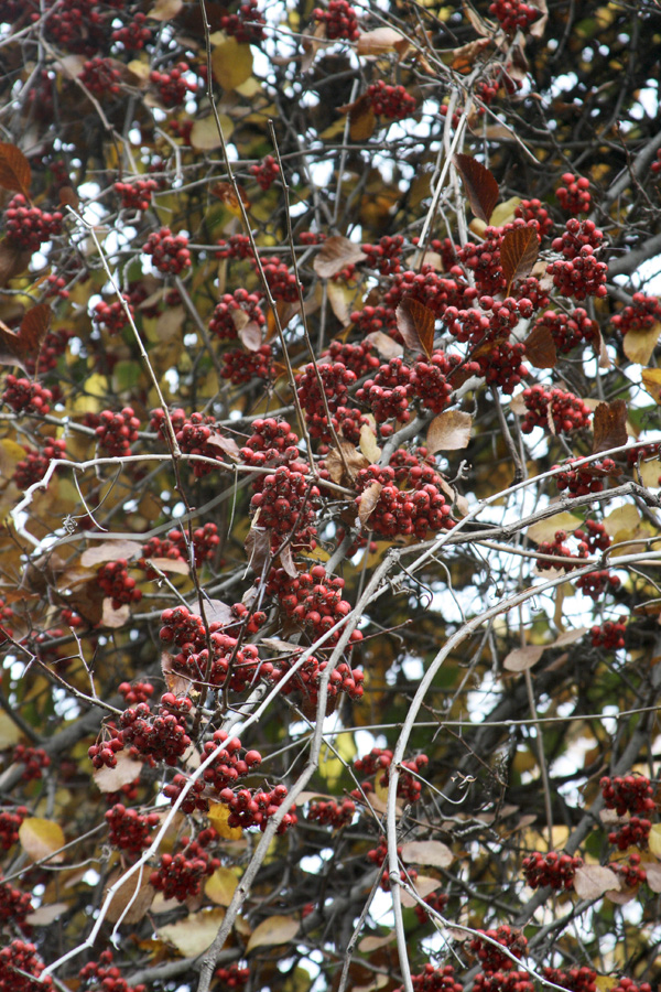 Изображение особи Crataegus engelmannii.