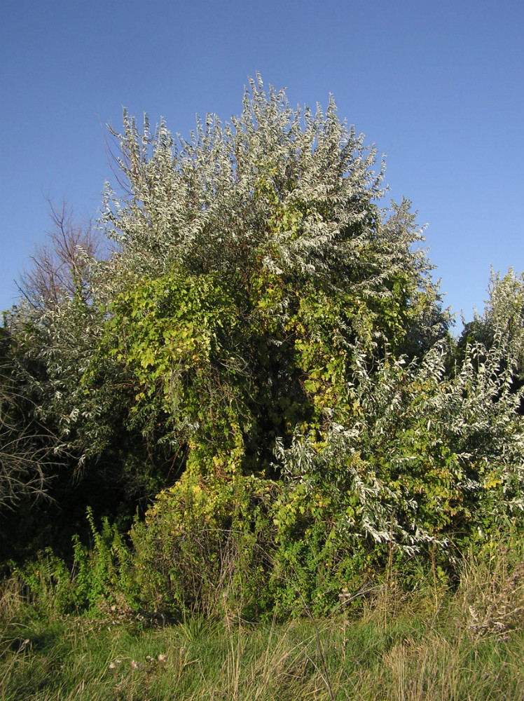 Изображение особи Elaeagnus angustifolia.