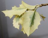 Ilex aquifolium. Побег (видна обратная сторона листьев; 'Variegata'). Германия, г. Кемпен, в культуре. 13.09.2012.