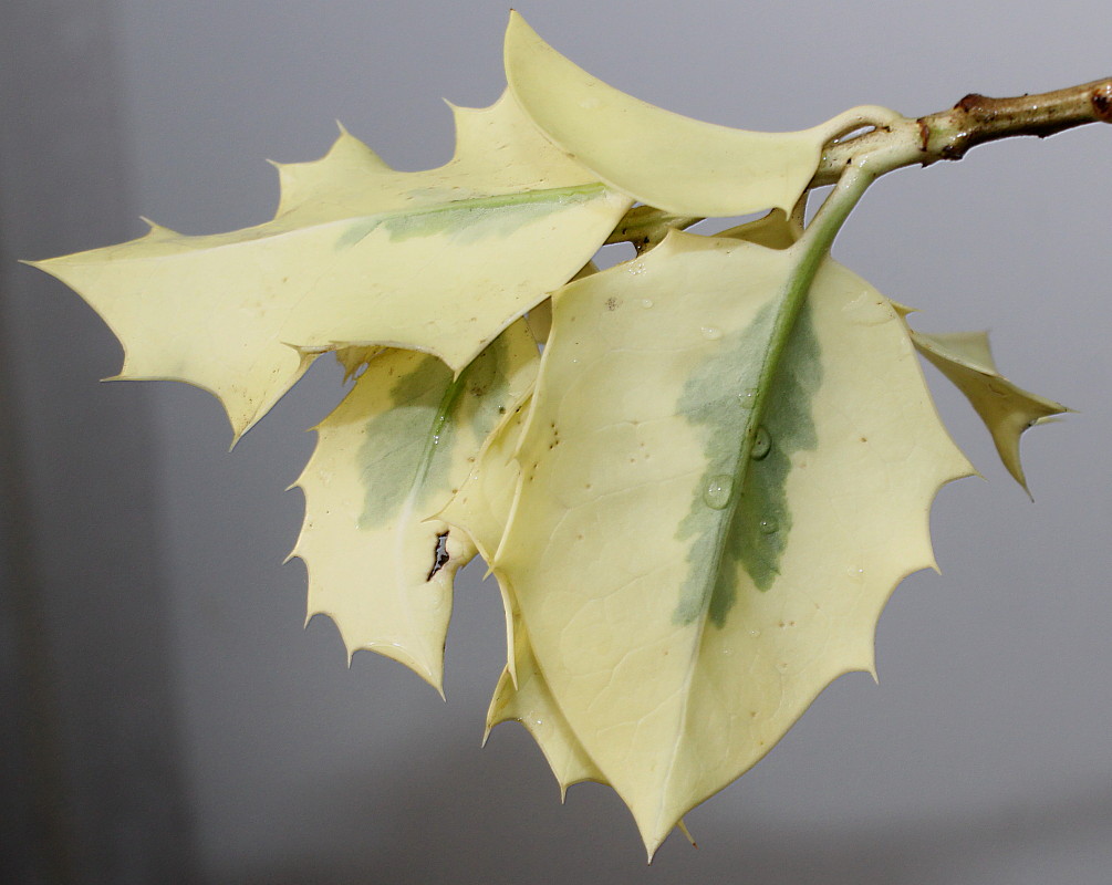 Image of Ilex aquifolium specimen.