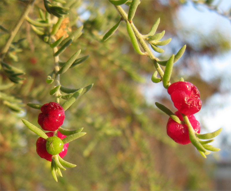 Изображение особи Enchylaena tomentosa.