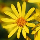 Senecio grandidentatus