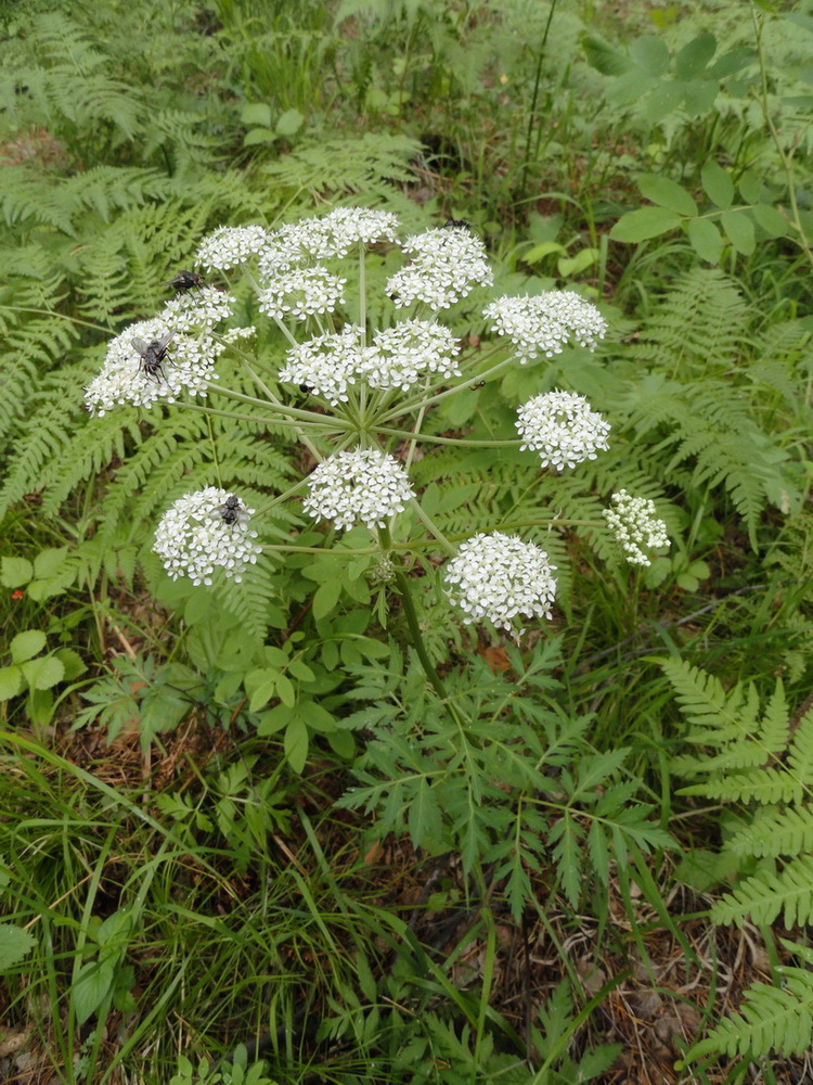 Изображение особи Pleurospermum uralense.