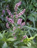 Mentha spicata