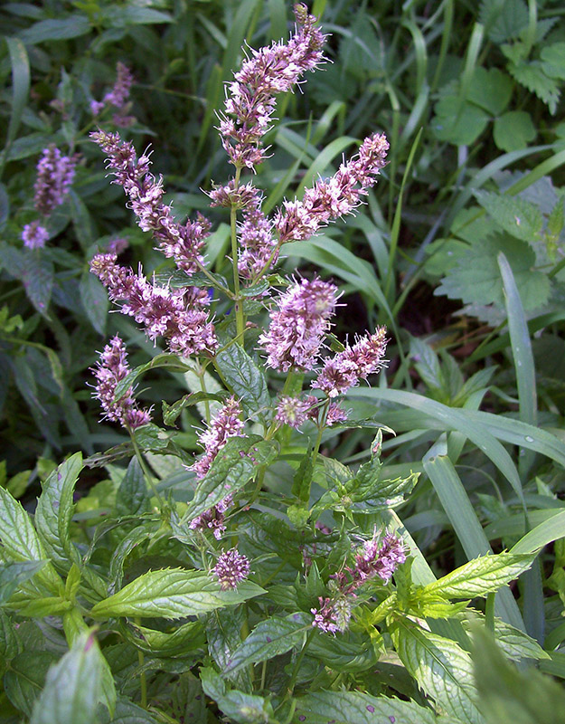 Image of Mentha spicata specimen.