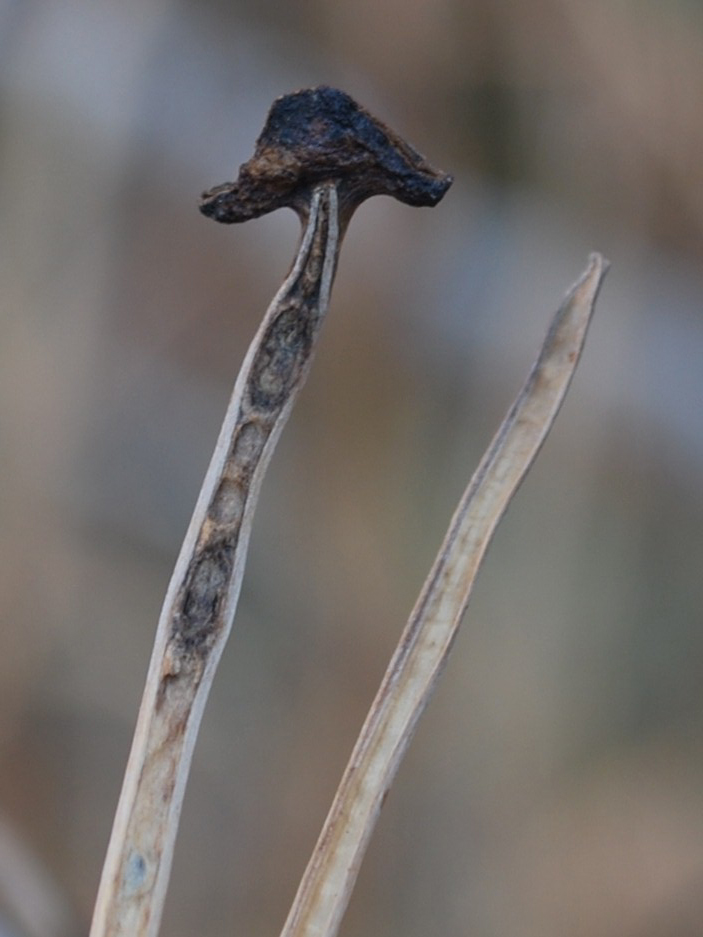 Image of Glaucium fimbrilligerum specimen.
