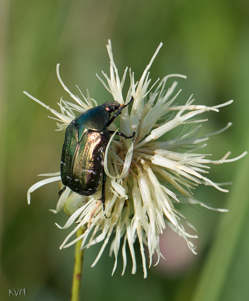 Изображение особи Rhaponticoides ruthenica.