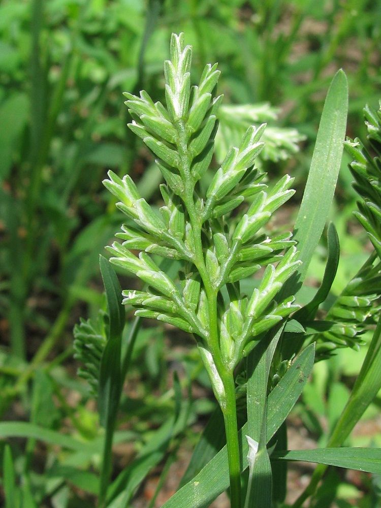 Изображение особи Sclerochloa dura.