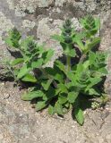 Ajuga genevensis