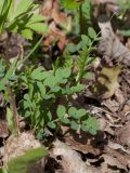 Vicia sylvatica. Молодые побеги. Санкт-Петербург, Дудергофские высоты, широколиственный лес. 13.05.2012.