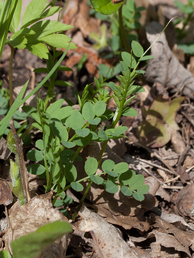 Image of Vicia sylvatica specimen.