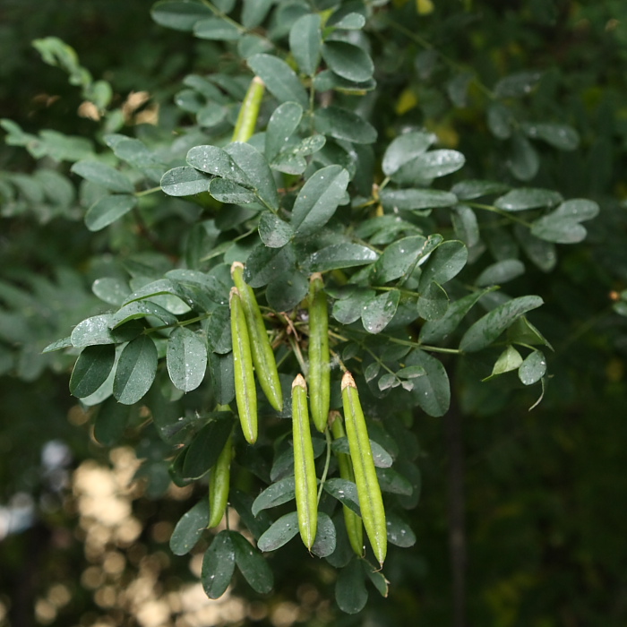 Image of Caragana arborescens specimen.