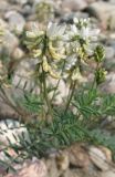 Astragalus bifidus