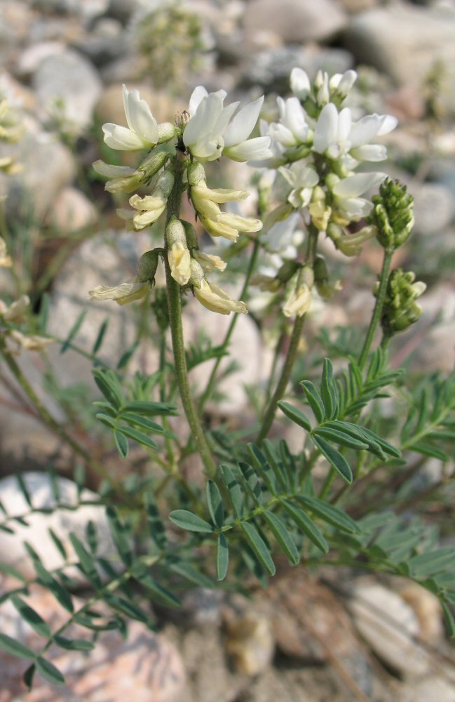 Изображение особи Astragalus bifidus.