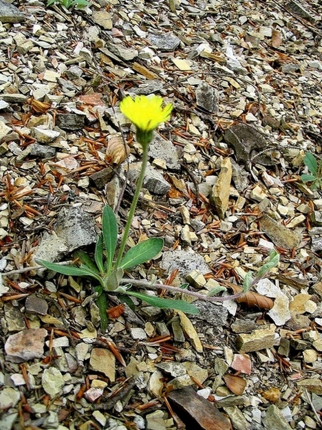 Изображение особи Pilosella officinarum.