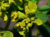 Euphorbia lamprocarpa