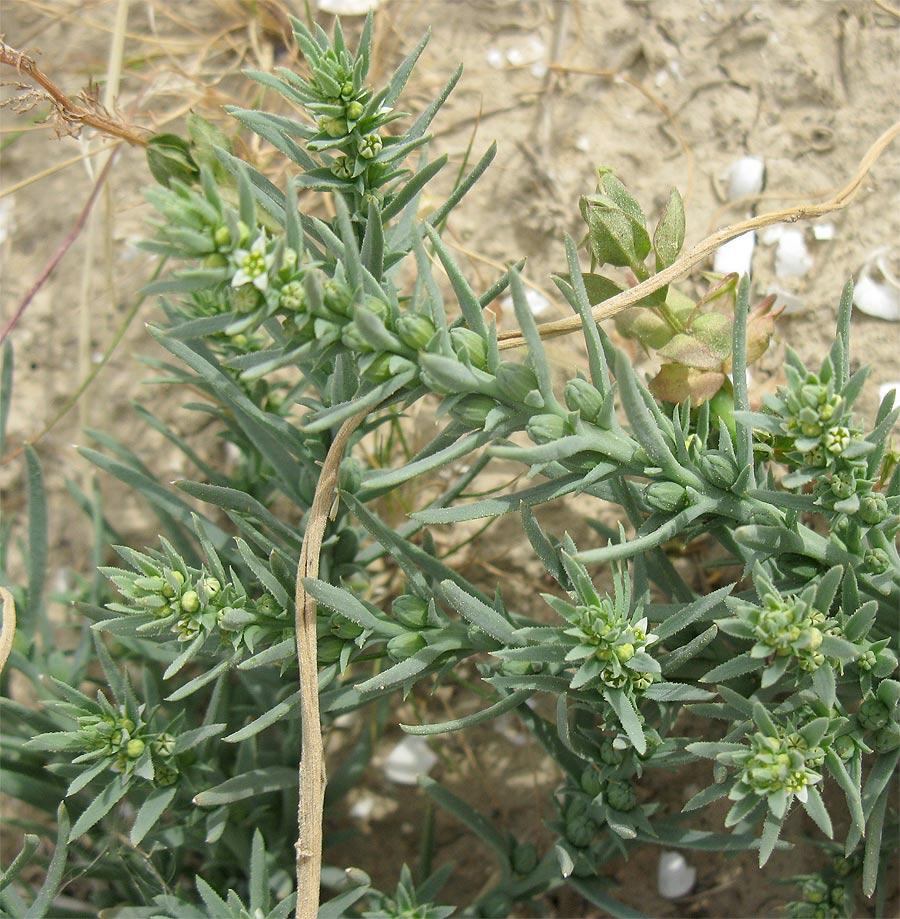 Image of Thesium humile specimen.