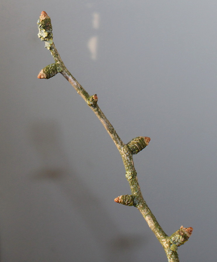 Image of Ginkgo biloba specimen.