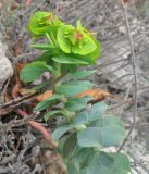 Euphorbia myrsinites. Верхушка цветущего растения. Крым. Карадагский заповедник, юго-восточный склон хребта Беш-Таш, степной склон. 4 апреля 2013 г.
