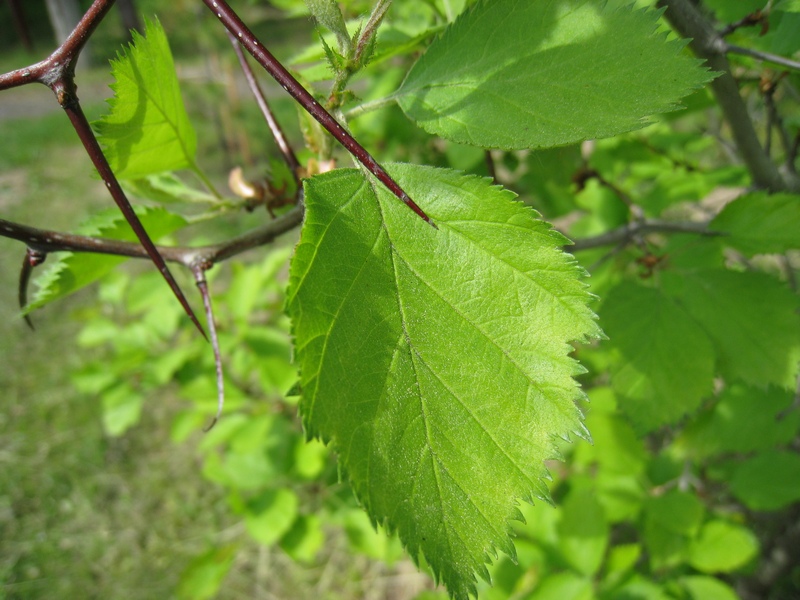 Image of Crataegus submollis specimen.