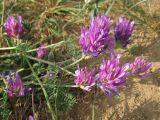 Astragalus onobrychis