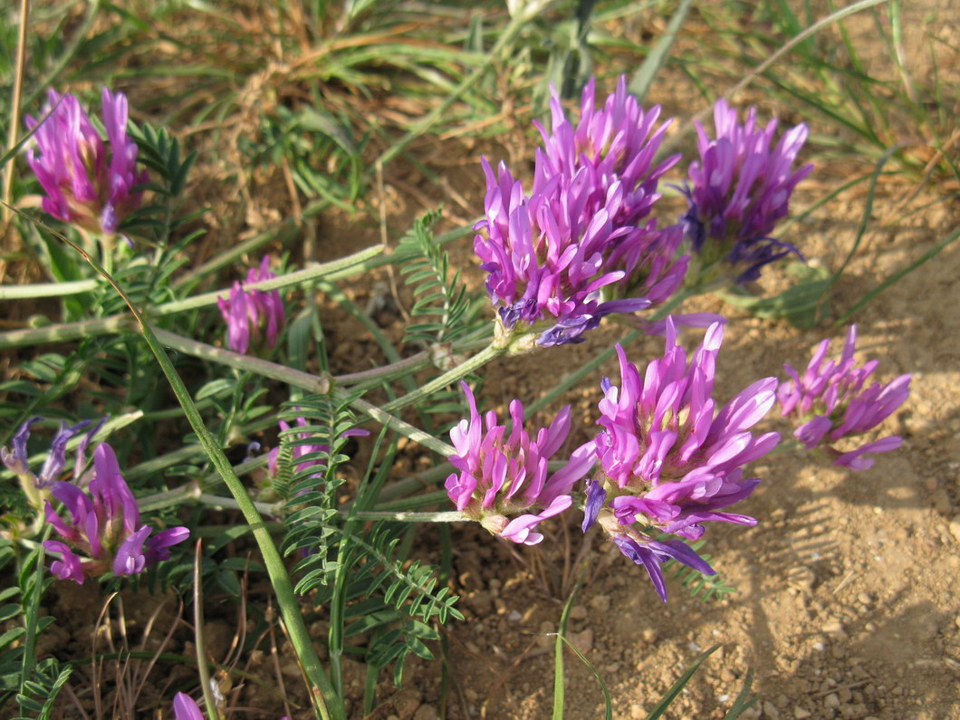 Изображение особи Astragalus onobrychis.