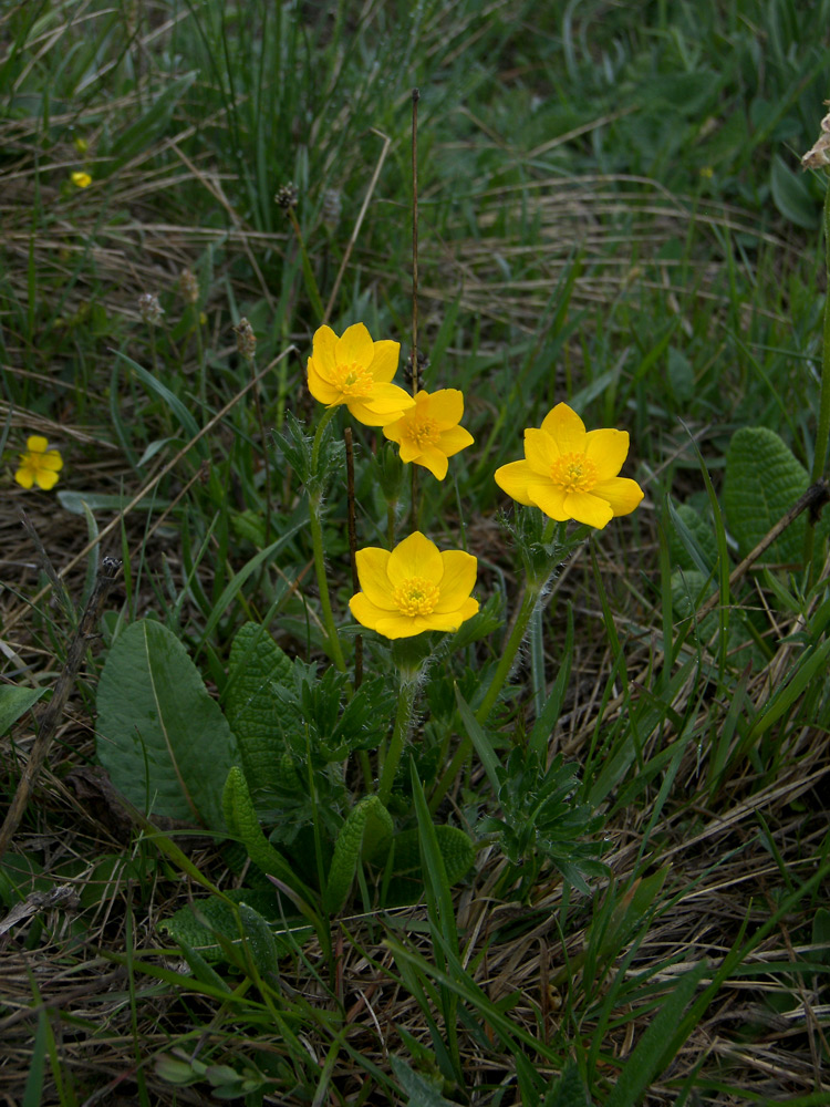 Image of Anemonastrum speciosum specimen.