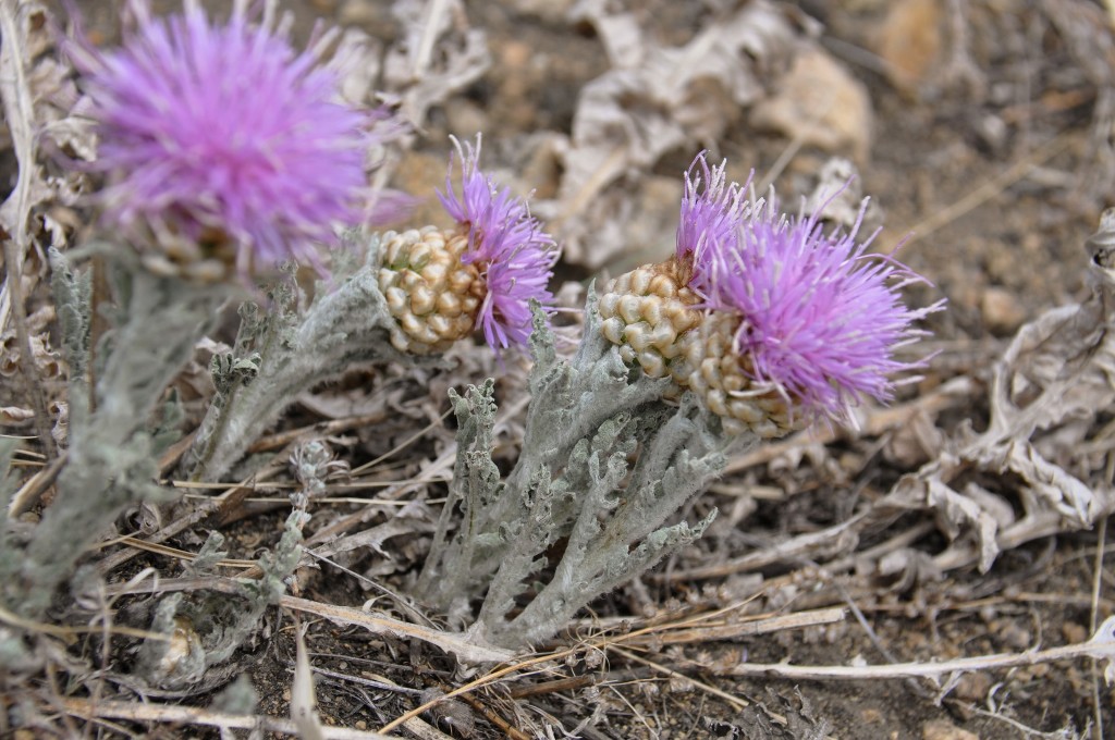 Image of Stemmacantha uniflora specimen.